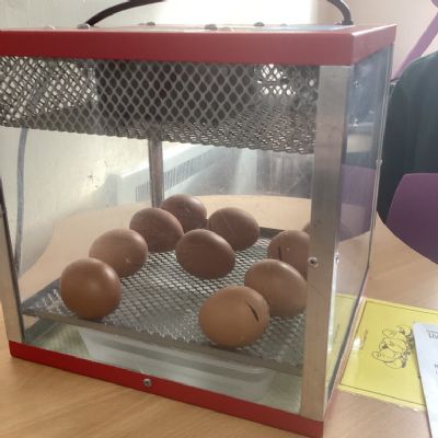 The Chicks have arrived!