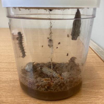 Our caterpillars